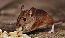 24 Hour & Emergency Exterminators in Progreso Lakes, TX